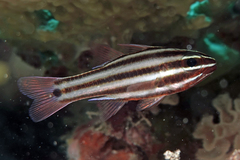 Ostorhinchus angustatus