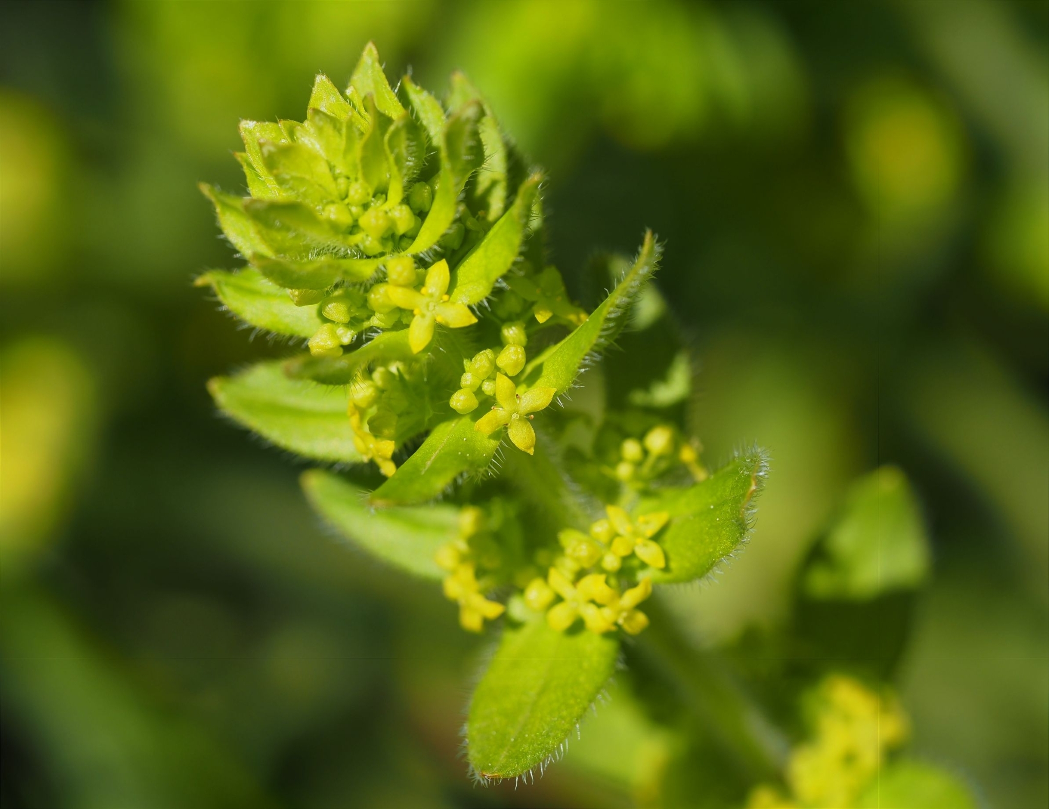 Cruciata laevipes