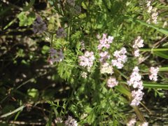 Chaetosciadium trichospermum