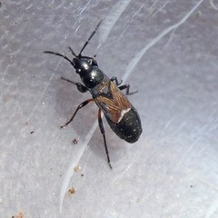 Macrodema microptera