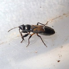 Macrodema microptera
