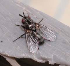 Triarthria setipennis