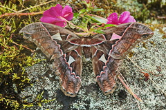 Rothschildia silkae