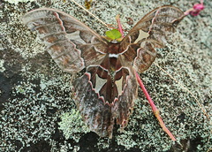 Rothschildia silkae