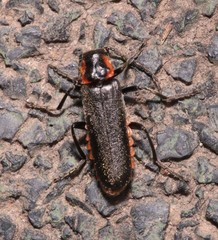 Cantharis pulicaria