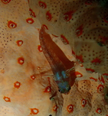 Enneapterygius larsonae