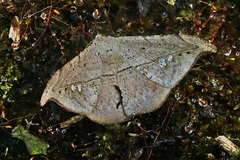 Oxydia platypterata