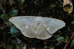Oxydia mexicata