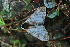 Dysschema cerialis