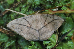 Oxydia trychiata