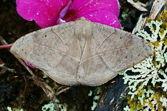 Oxydia trychiata
