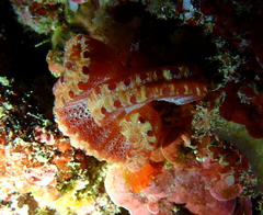 Sycozoa