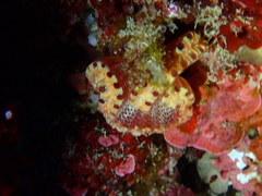 Sycozoa