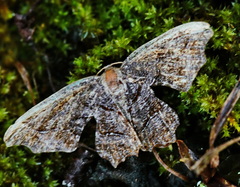 Calledapteryx dryopterata