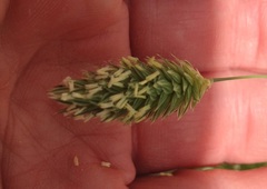 Phalaris brachystachys