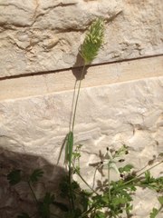 Phalaris brachystachys