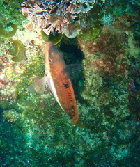 Pseudolabrus biserialis