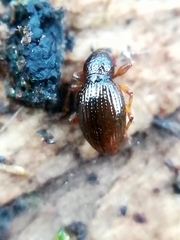 Barypeithes araneiformis