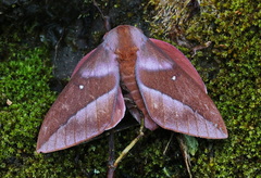 Othorene bernardoespinozai