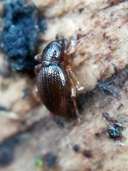 Barypeithes araneiformis
