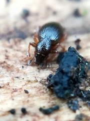 Barypeithes araneiformis