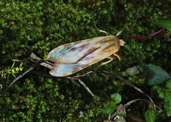 Pseudohemihyalea daraba
