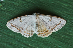 Argyrotome prospectata