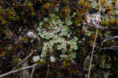 Riccia gougetiana
