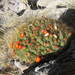 Cumulopuntia ignescens - Photo 由 cstobie 所上傳的 (c) cstobie，保留部份權利CC BY