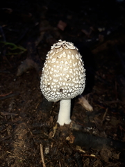 Coprinopsis stangliana