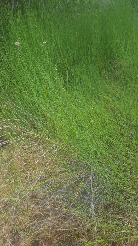 Spiny Chloracantha