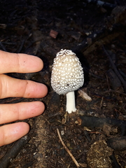 Coprinopsis stangliana