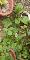 Plantago asiatica