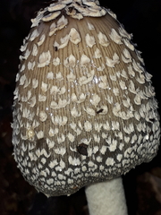 Coprinopsis stangliana