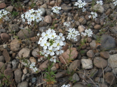 Dontostemon pinnatifidus