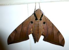 Ambulyx substrigilis