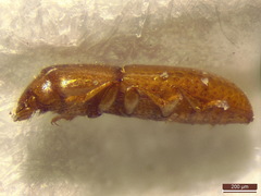 Anommatus diecki