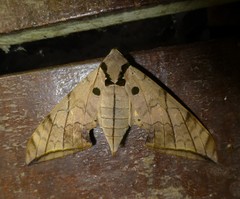 Ambulyx substrigilis