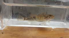 Cottus cognatus