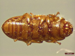 Anommatus diecki