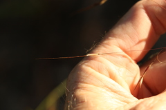 Chrysopogon sylvaticus