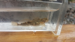Cottus cognatus