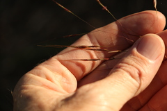 Chrysopogon sylvaticus
