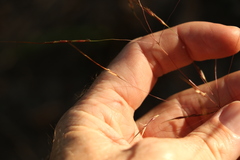 Chrysopogon sylvaticus