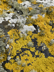 Xanthoria aureola