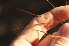 Chrysopogon sylvaticus