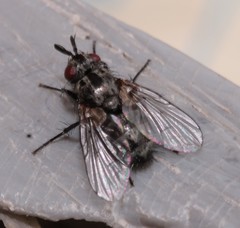 Triarthria setipennis