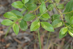 Psydrax odorata odorata