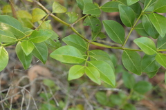 Psydrax odorata odorata