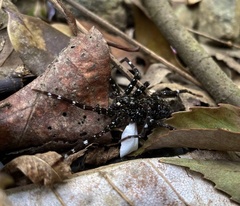 Dolomedes raptor